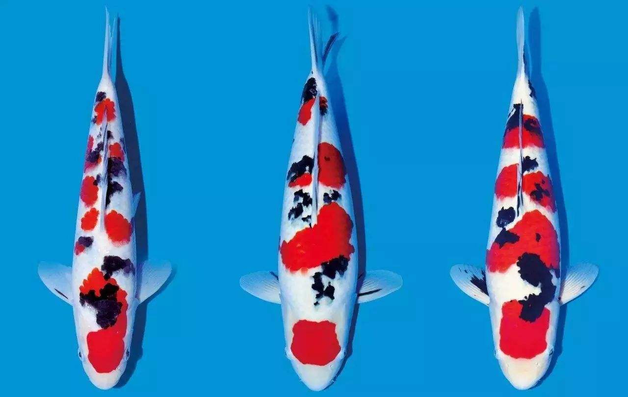 养鱼怎么训练鲤鱼吃饲料,如何正确饲喂锦鲤鱼