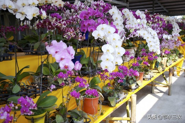 盆栽花卉土板结怎么办,花盆里的泥发白返碱怎么办