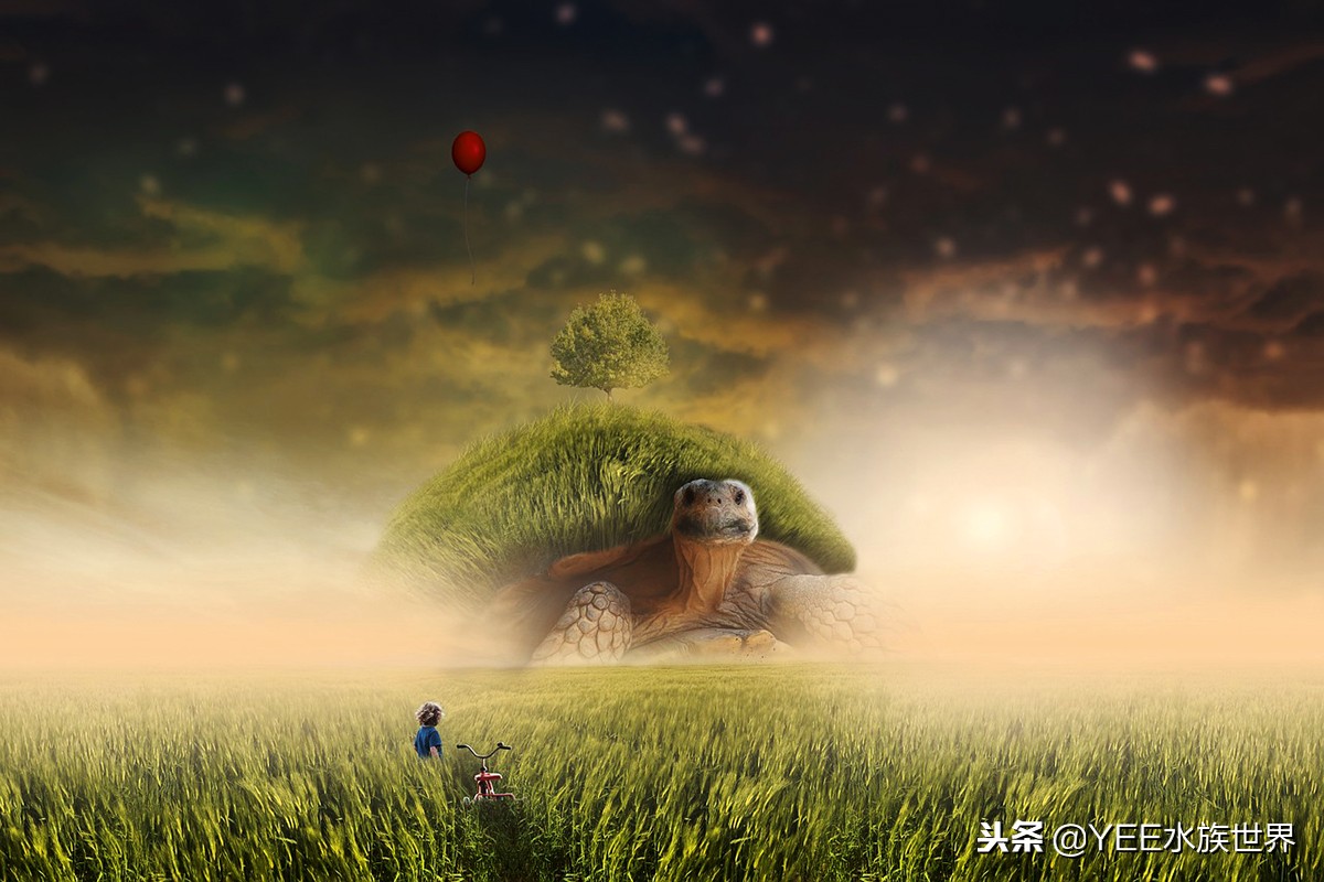 新手养龟误区看看你中了几个,新手养龟容易遇到的问题怎样处理