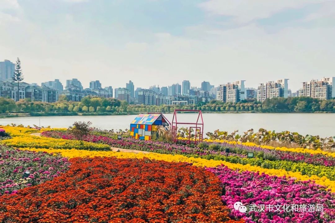 花点时间游武汉，满城都是菊花盛放的海洋