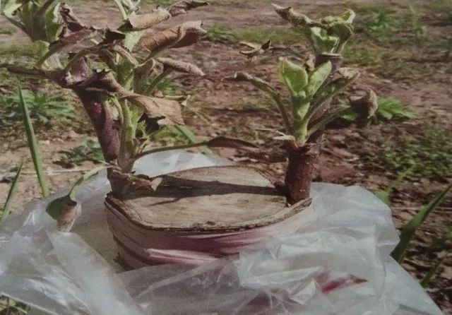 老龄苹果树改造有绝招,苹果树老树最新改造方案