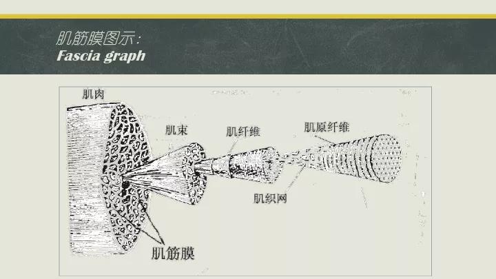 筋膜增肌的正确方法,无论是减脂还是增肌