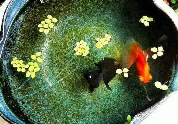 金鱼老掉鳞怎么回事,没有寄生虫金鱼为什么蹭缸