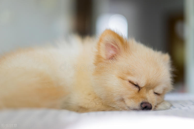 宠物狗月经需要注意哪些,狗狗来姨妈了怎么护理