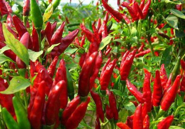 怀孕期间吃辣椒影响孩子长痘吗,孕妇吃多辣椒胎儿会长湿疹吗