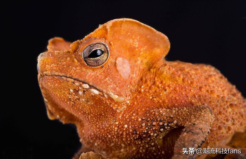 盘点那些美丽的动物,美丽且濒危的动物