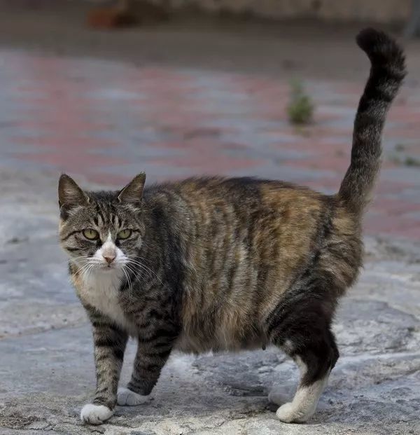 体型小的猫怀孕期间要注意什么,猫长胖只长肚子怎么办