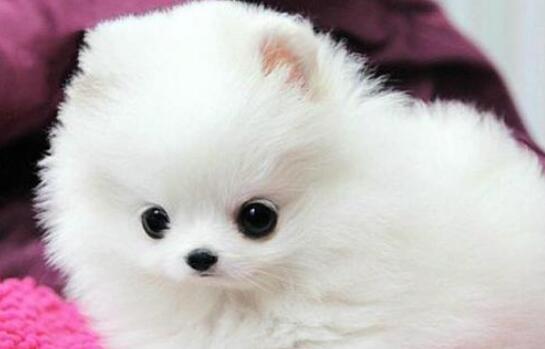 博美犬正确喂养方法,博美犬的喂养方法和注意事项