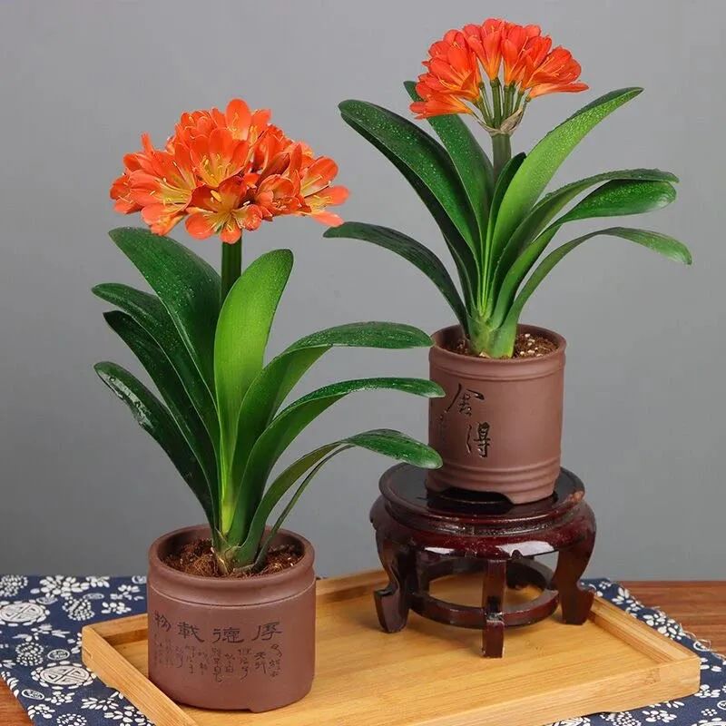 家养君子兰注意事项和养护,家中养君子兰的技巧分享