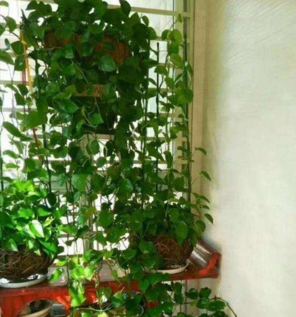 绿萝怎么浇水叶子更绿更茂盛,绿萝浇什么水长得快杆子粗叶子绿