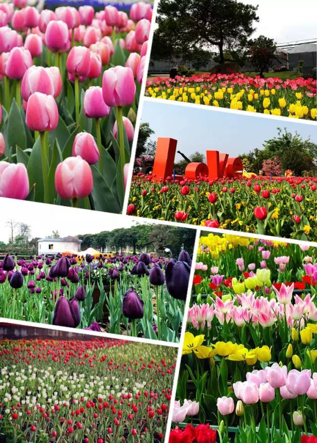 记录广州从化赏李花的美好时光,2022从化李花赏花期到几号最佳