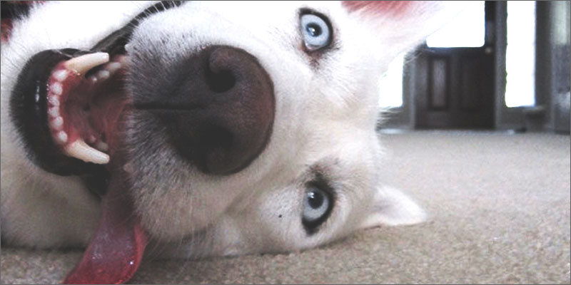 得了细小治好的还会传染吗,细小有多少治愈率