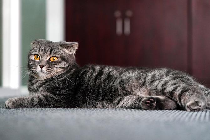 索尼alpha9ii,为奥运会而生