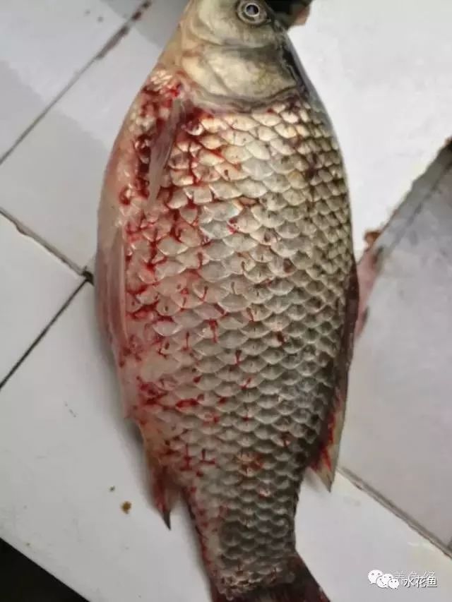 锚头蚤怎么彻底根除,锚头蚤怎么防治