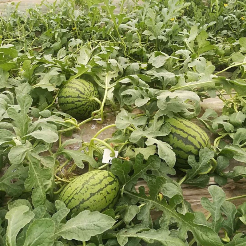 北瓜催芽播种技术,桂北早稻新技术