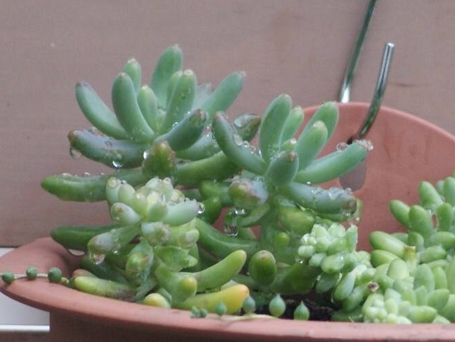 夏天露养的多肉淋到雨水怎么办,阳台露养的多肉淋雨之后要收吗