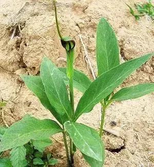 玉米地里很高的草,玉米和杂草对比图