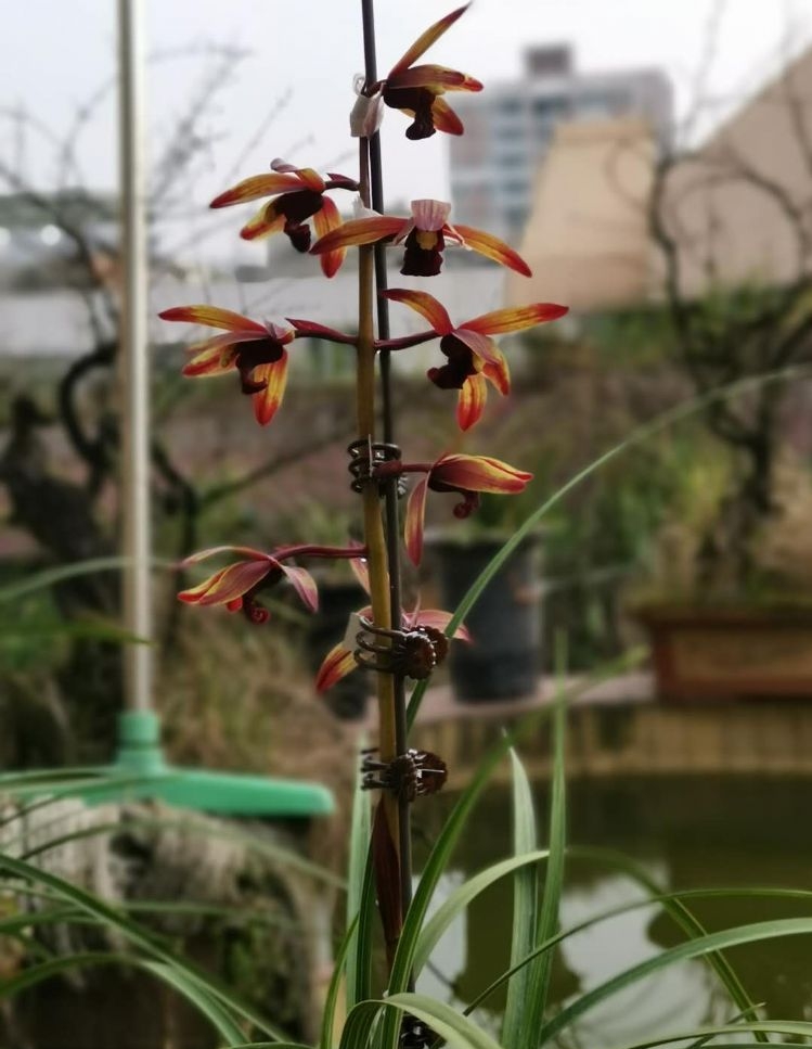 贵州毕节细叶蕙兰荷瓣花,贵州山上蕙兰开花