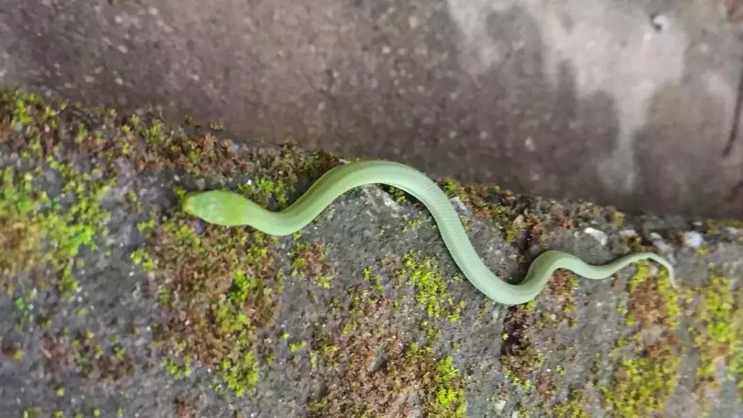 我眼中的绿是什么样的,我眼中的翠青蛇全集