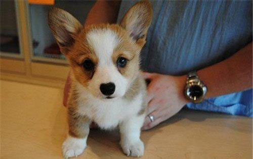 狗狗吃酸奶拉稀了怎么办,狗狗吃羊奶粉拉稀怎么办