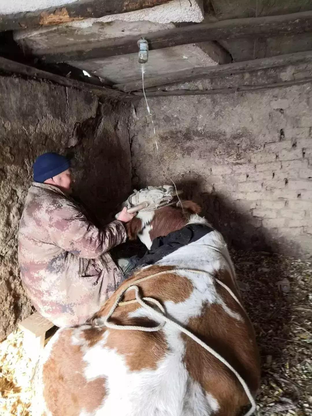 病例分享丨母牛产后瘫痪的几种治疗方法