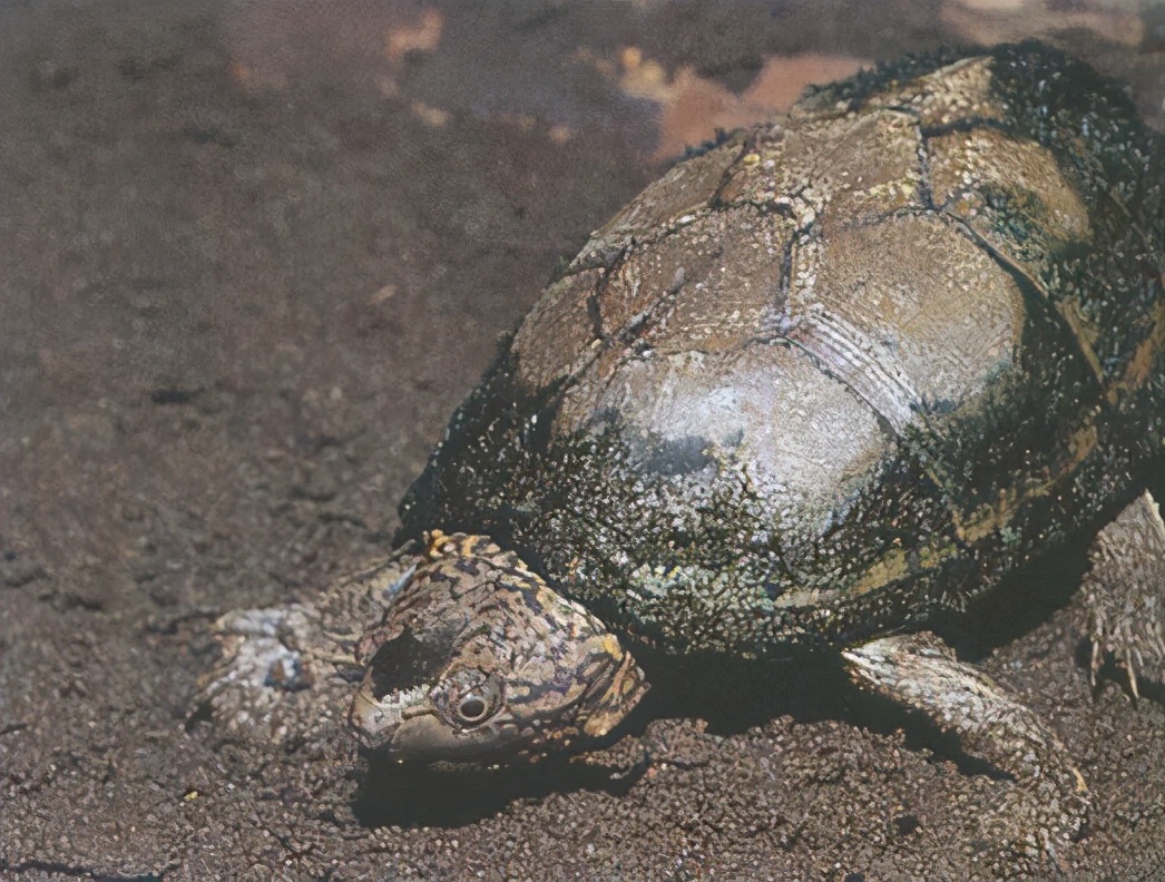 龟类纪录片,龟类图片