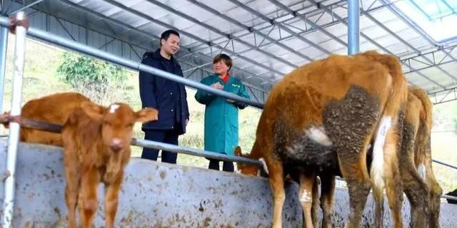 郴州彭美竹养牛大户,彭美竹养牛妙招图片