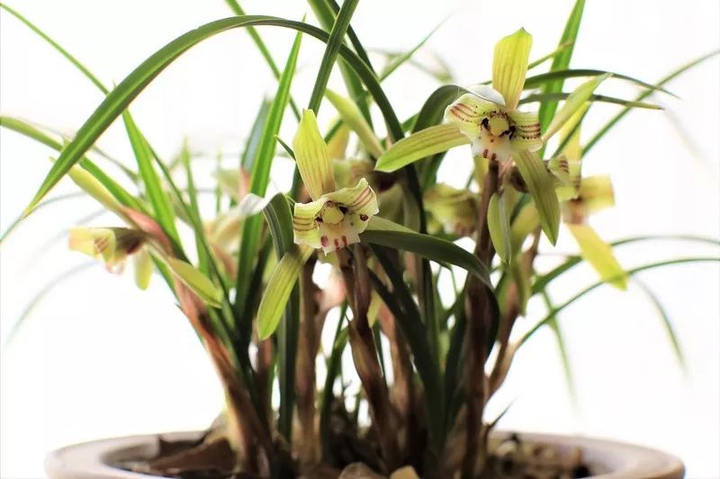 兰花有一种让人心醉的清香,兰花的美只有中国人最懂品兰之风