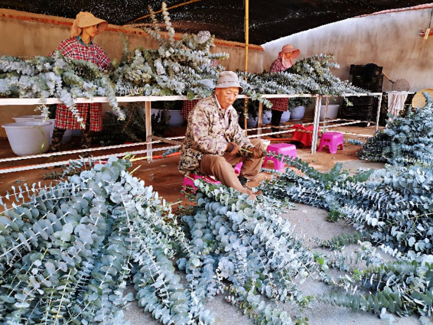选好优质品种年年大丰收,选好品种好种苗好技术