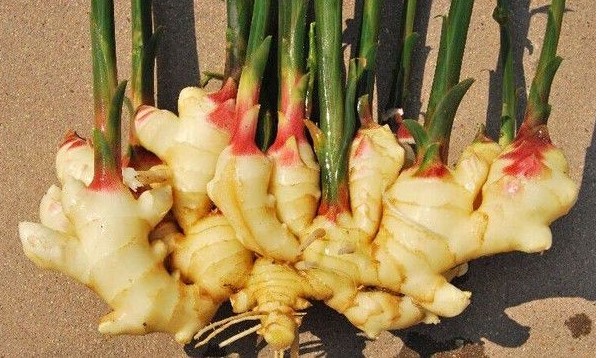 姜黄叶尖干是什么原因,姜叶变黄发白是怎样引起