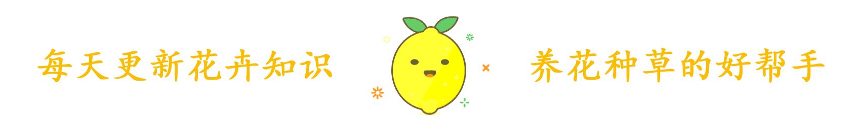 不一样的彼岸花,彼岸花什么颜色好看