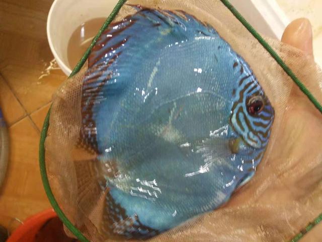 观赏鱼掉鳞是什么原因,观赏鱼因为寄生虫死了还能救活吗