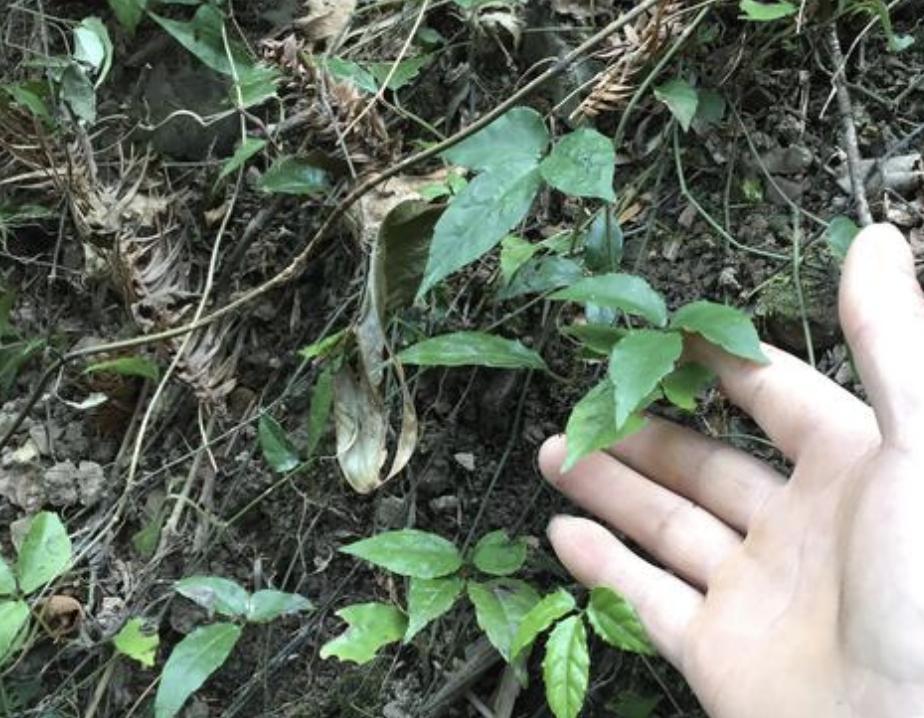 农地里有1种“绿植”，块茎和生姜一样大，人称“蛇附子”，珍贵