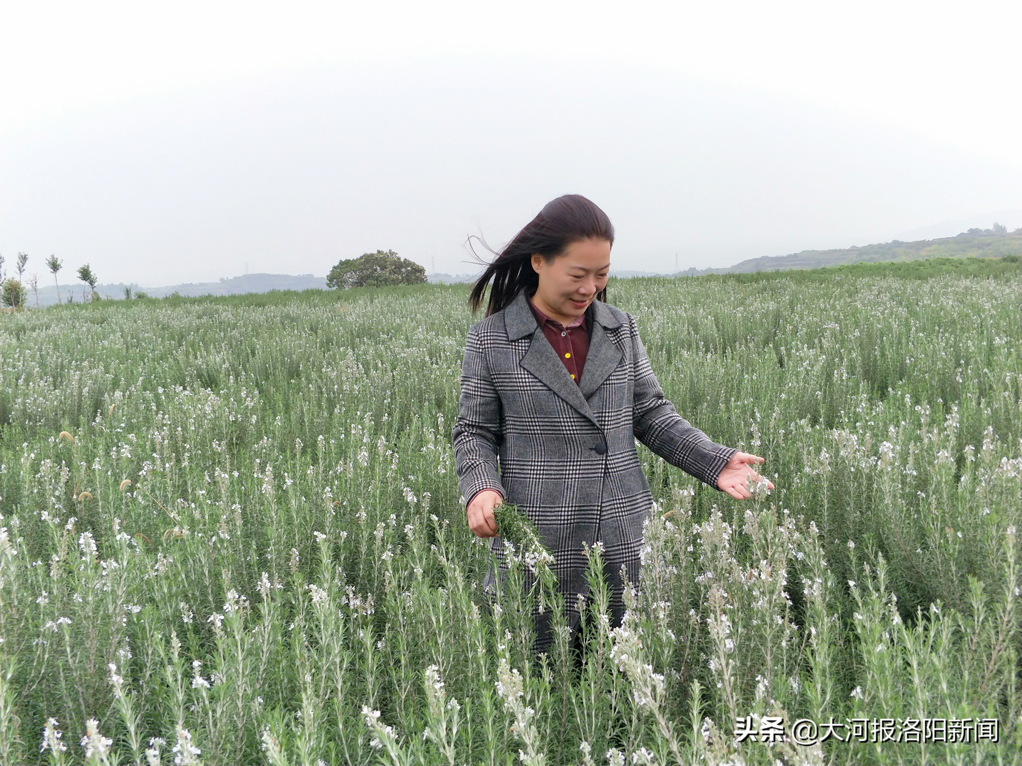 河南洛阳：8000亩迷迭香编织的“芳香梦”，香了田间，富了百姓