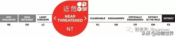 企鹅没有毛还能生活在北极,企鹅没有冰能生活吗