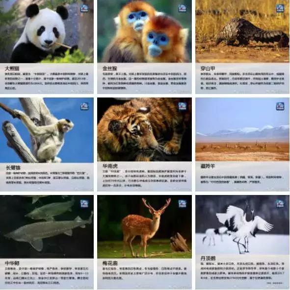 四川关于保护动物的事件,保护野生动物事件