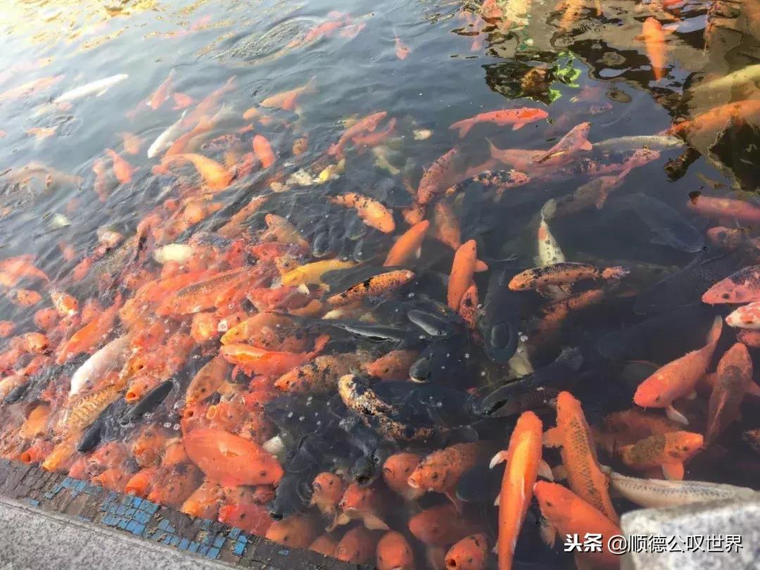 打卡顺德容桂海尾社区，你的家乡美成这样……