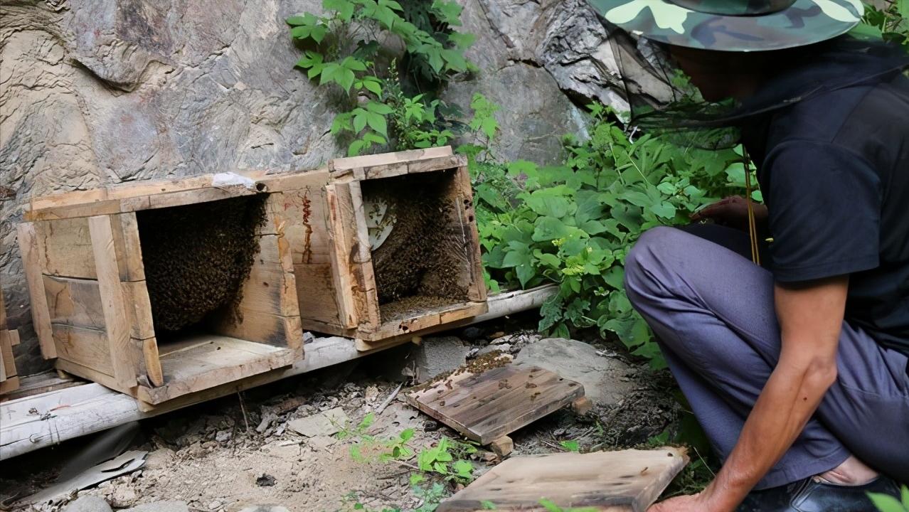 野外蜜蜂如何收蜜,野外蜜蜂怎么收最快