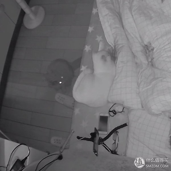 白天不在家猫喂食怎么办,白天不在家猫怎么养