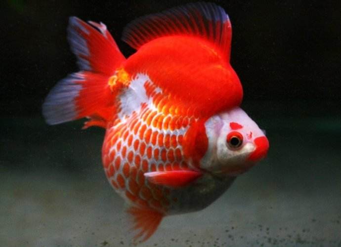 各种金鱼的特点都是什么,品种繁多的金鱼是由什么决定的