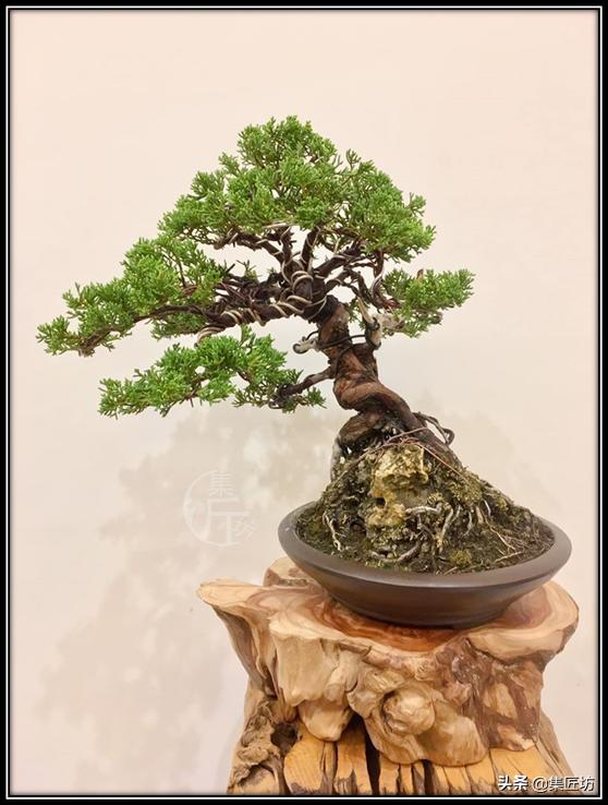 盆景素材的取舍,盆景素材哪些品种好活