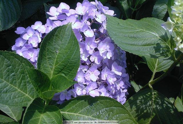 中国诗歌周刊第24集,中国诗歌第1266期完整版