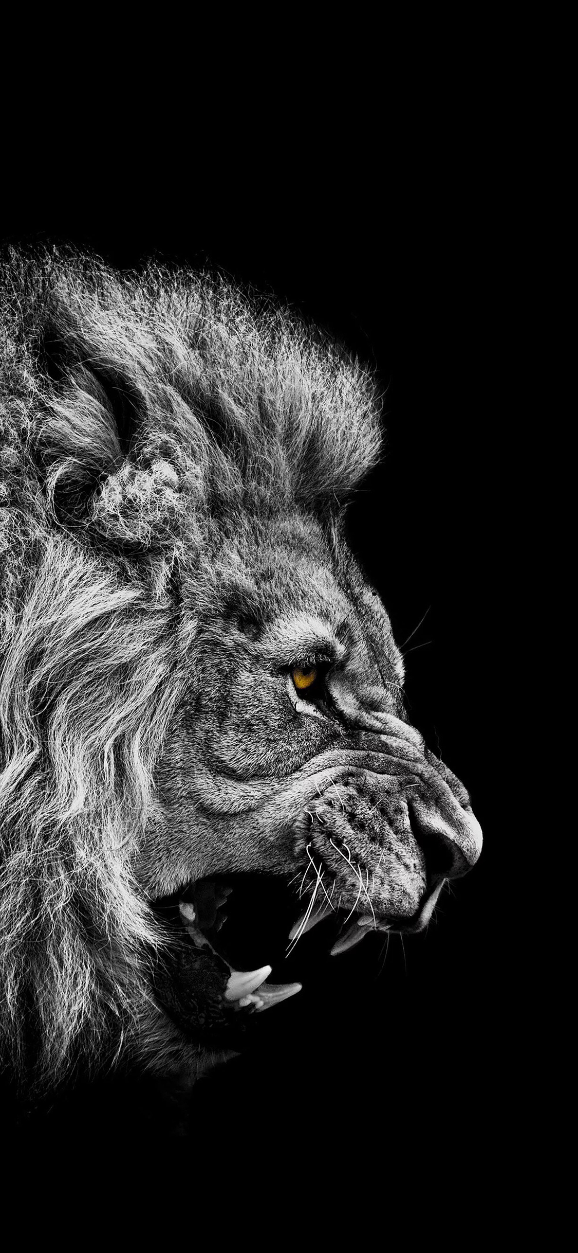 超级手机壁纸,超凶狮子壁纸