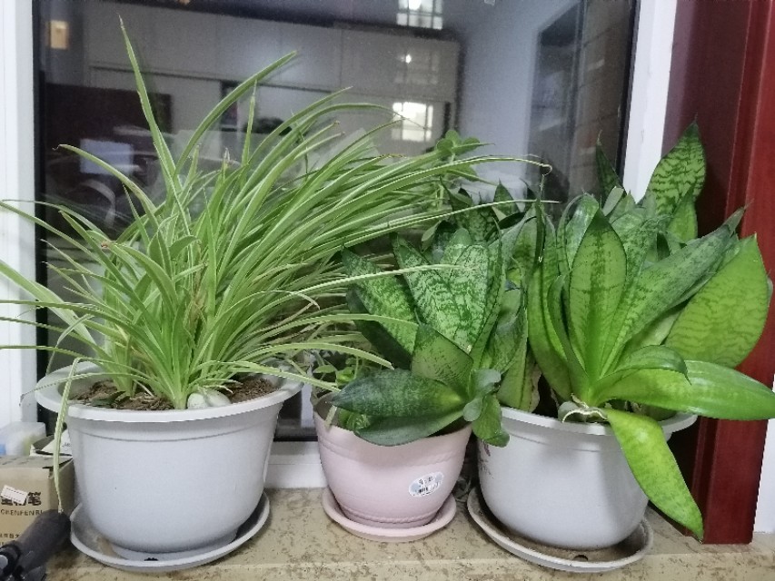 懒人养花小妙招盆栽,懒人养花直播