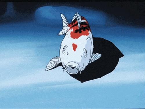 给锦鲤喂食,给锦鲤喂蔬菜好不好