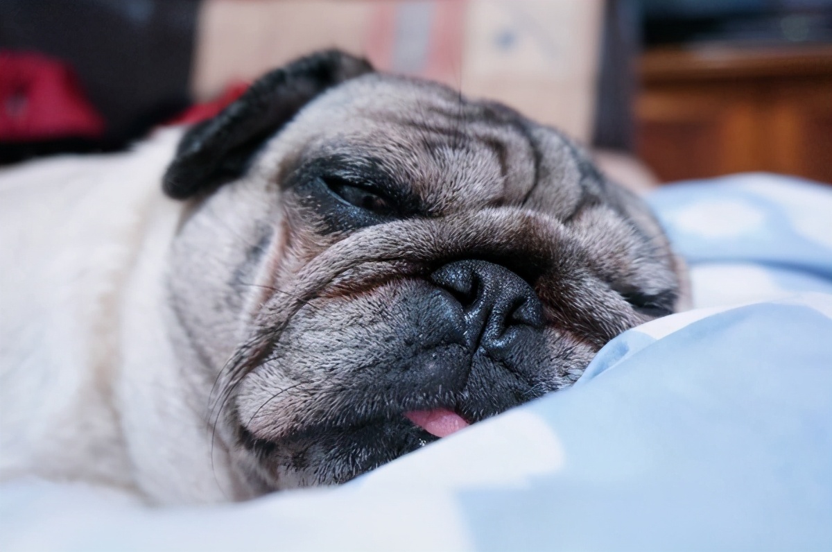 想要养狗,十大不建议穷人养的狗小鹿犬