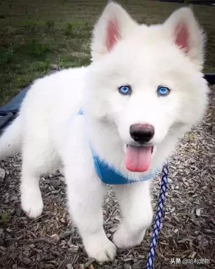 萨摩和哈士奇的孩子长大的样子,哈士奇和萨摩生的孩子