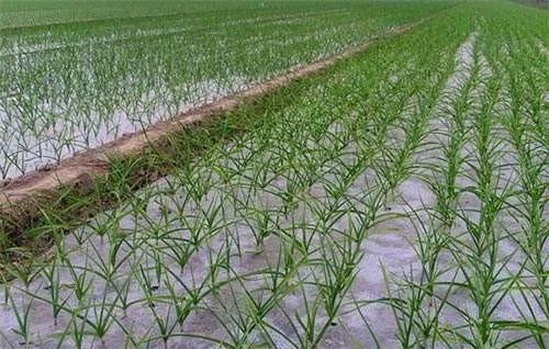 2022年大蒜估计比去年多吗,2020年大蒜种植的多吗