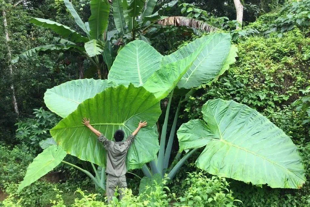 天南星不适合什么人吃,天南星跟南星一样吗有毒吗