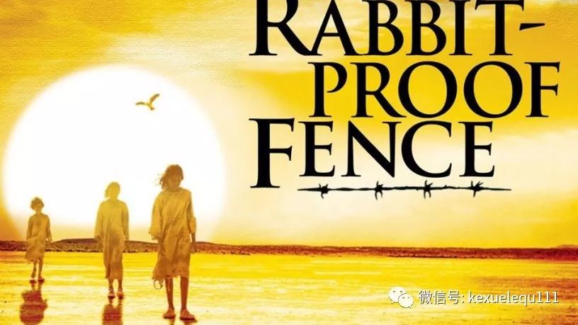 杀死兔子的方法,杀死兔子有什么后果